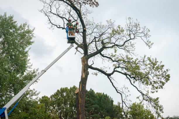 Best Tree Risk Assessment  in Hoboken, NJ